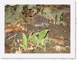 Egels in de tuin 005 * 3648 x 2736 * (6.39MB)